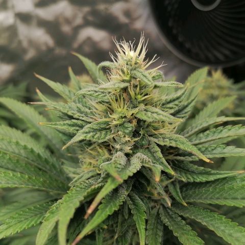 California Orange  growlog timeline photo
