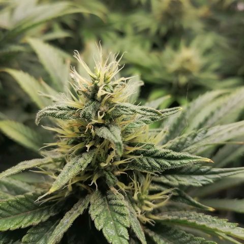California Orange  growlog timeline photo