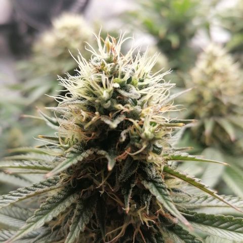 California Orange  growlog timeline photo