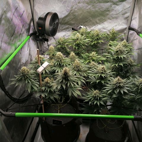 California Orange  growlog timeline photo