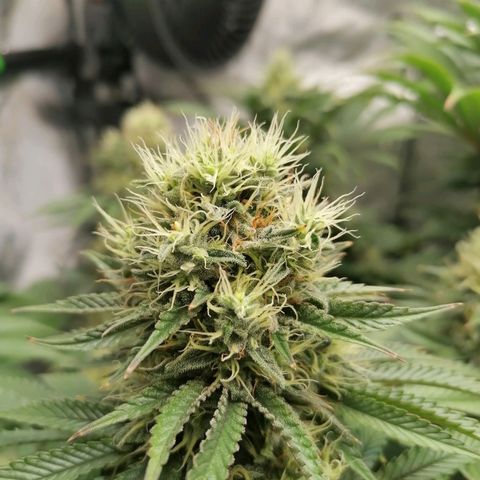California Orange  growlog timeline photo