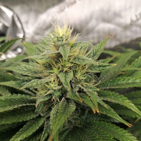 California Orange  growlog timeline photo
