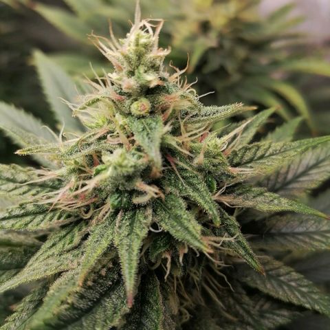 California Orange  growlog timeline photo
