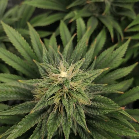 California Orange  growlog timeline photo