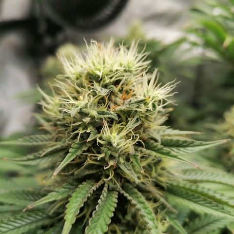 California Orange  growlog timeline photo