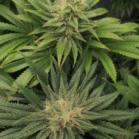 California Orange  growlog timeline photo