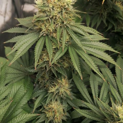 California Orange  growlog timeline photo