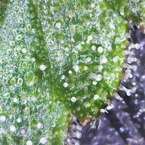 California Orange  growlog timeline photo