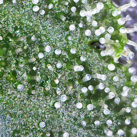 California Orange  growlog timeline photo
