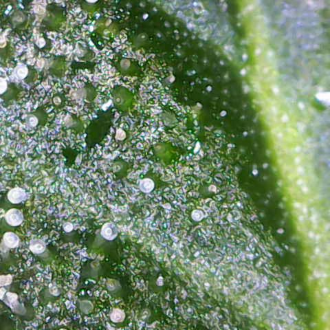 California Orange  growlog timeline photo