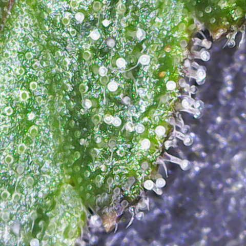 California Orange  growlog timeline photo