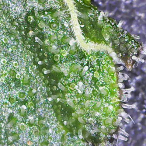 California Orange  growlog timeline photo