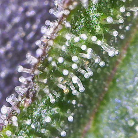 California Orange  growlog timeline photo