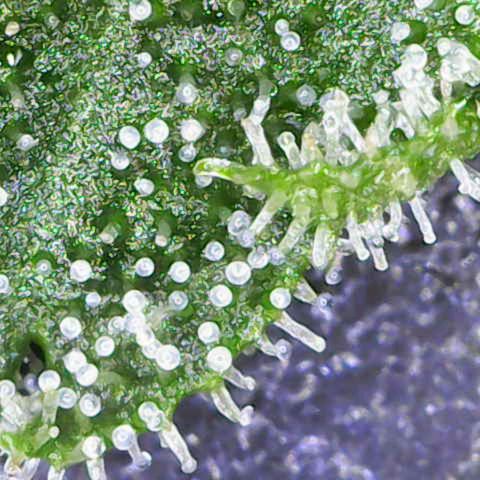 California Orange  growlog timeline photo