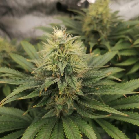 California Orange  growlog timeline photo