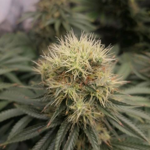 California Orange  growlog timeline photo