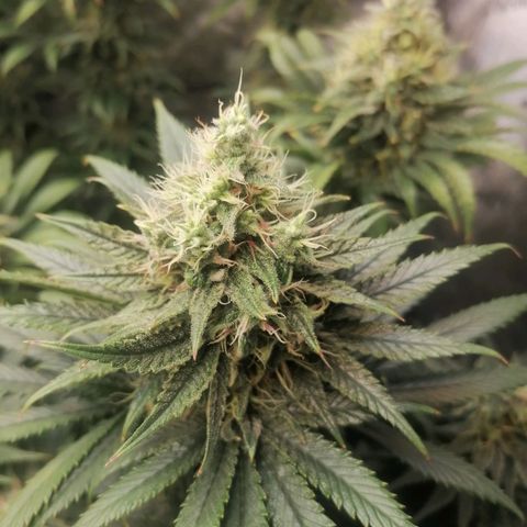 California Orange  growlog timeline photo