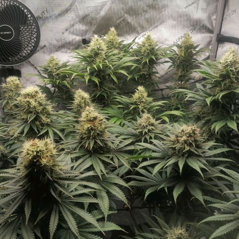 California Orange  growlog timeline photo