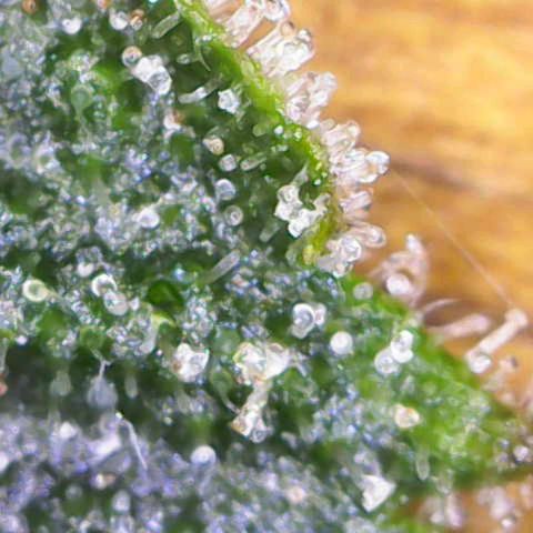 California Orange  growlog timeline photo