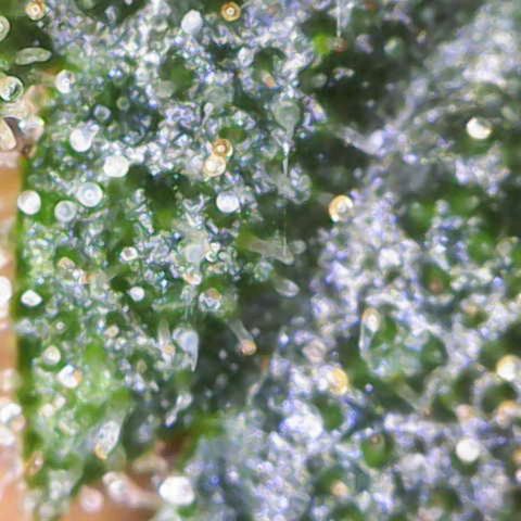 California Orange  growlog timeline photo