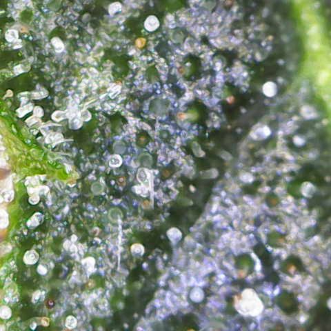 California Orange  growlog timeline photo