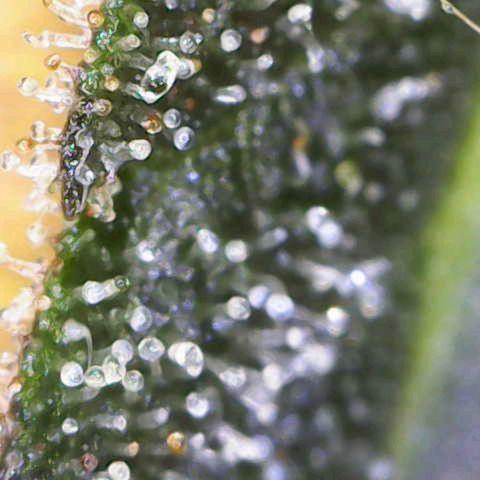 California Orange  growlog timeline photo