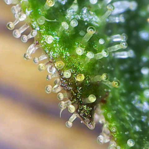 California Orange  growlog timeline photo
