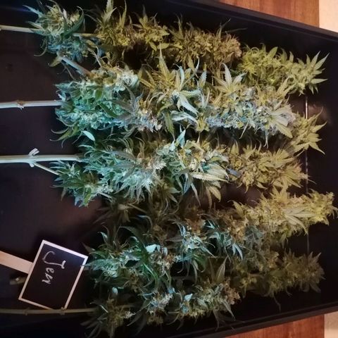 California Orange  growlog timeline photo
