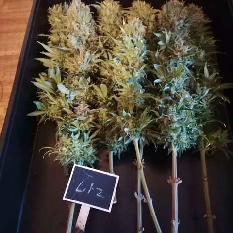California Orange  growlog timeline photo