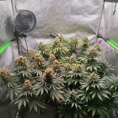 California Orange  growlog timeline photo