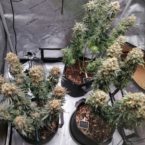 California Orange  growlog timeline photo