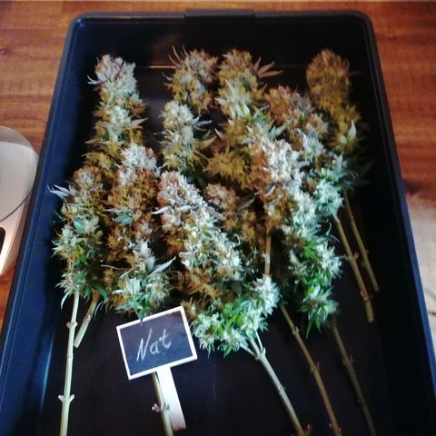 California Orange  growlog timeline photo