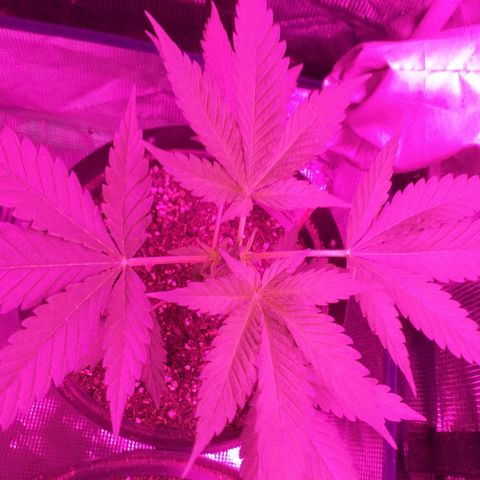 TrainWreck growlog timeline photo