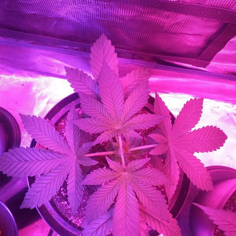 Purple punch  growlog timeline photo