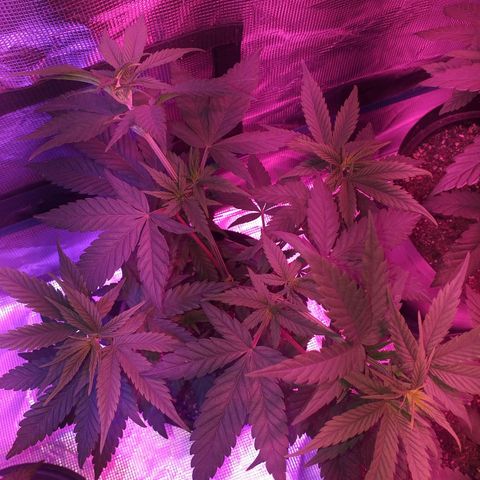 TrainWreck growlog timeline photo