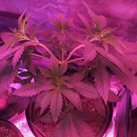 Purple punch  growlog timeline photo