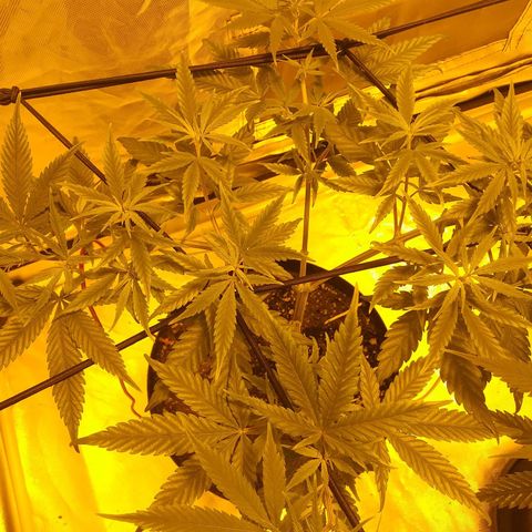 TrainWreck growlog timeline photo