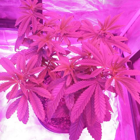 Purple punch  growlog timeline photo