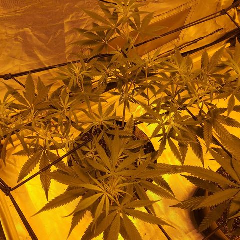 TrainWreck growlog timeline photo