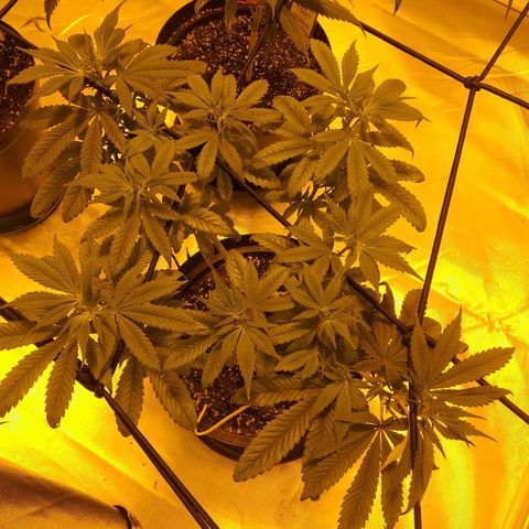 Purple punch  growlog timeline photo