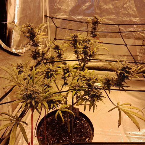 TrainWreck growlog timeline photo