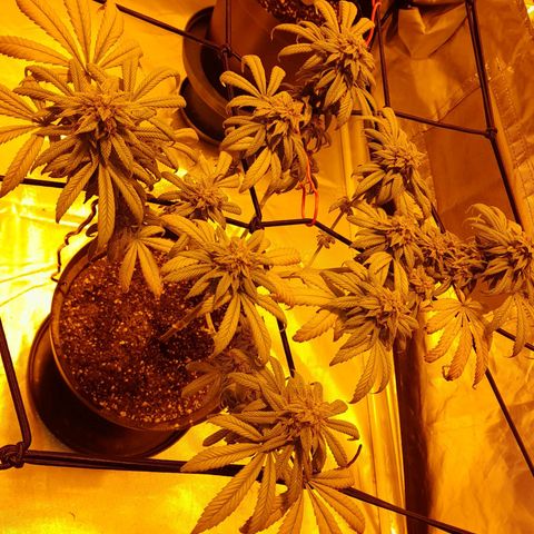 Purple punch  growlog timeline photo