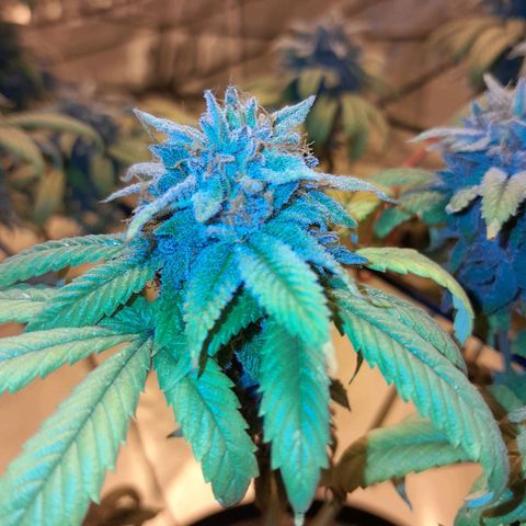 Purple punch  growlog timeline photo