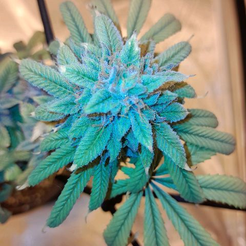 Purple punch  growlog timeline photo