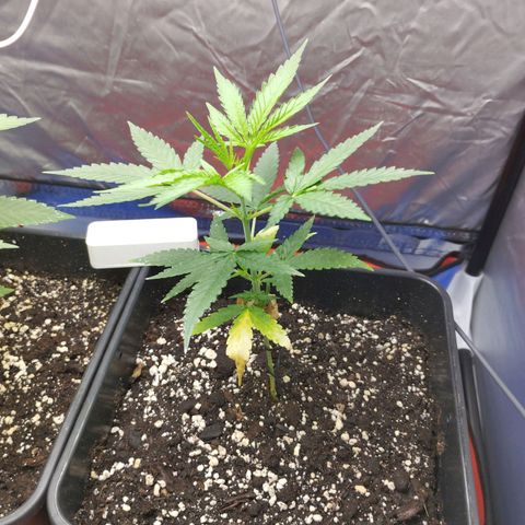 Amnesia fem growlog timeline photo