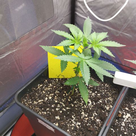 Elixir CBD auto growlog timeline photo