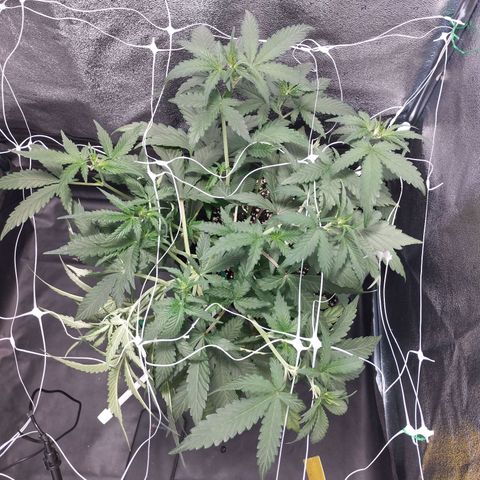 Elixir CBD auto growlog timeline photo