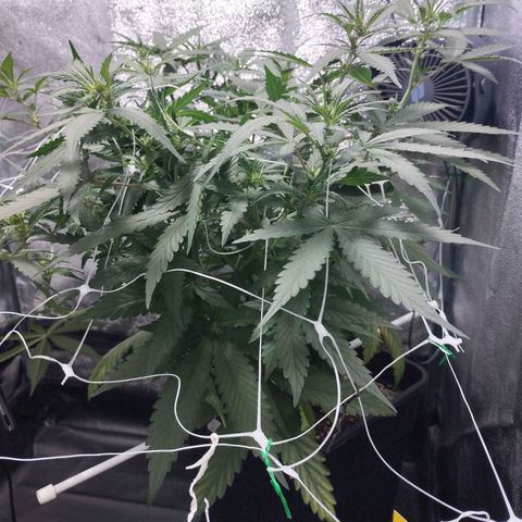 Elixir CBD auto growlog timeline photo