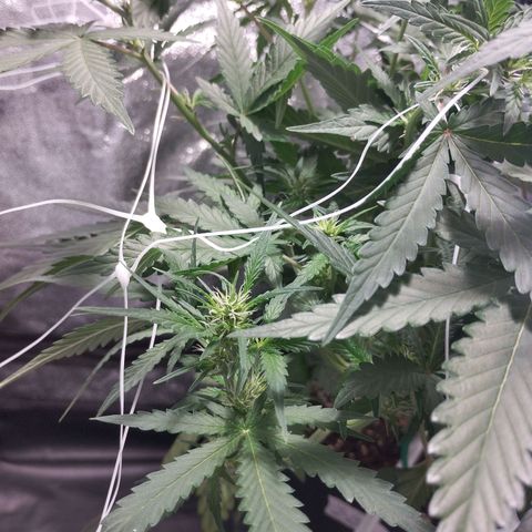 Elixir CBD auto growlog timeline photo