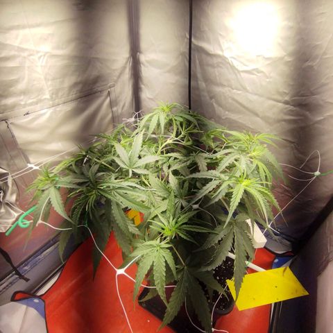 Amnesia fem growlog timeline photo